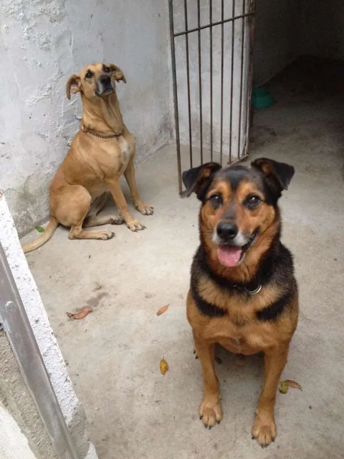 Cachorro ra a SRD idade 3 anos nome Não há nome.