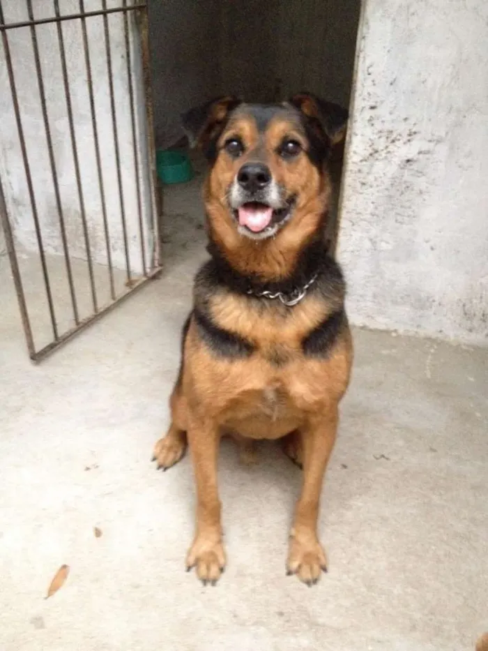 Cachorro ra a SRD idade 3 anos nome Não há nome.