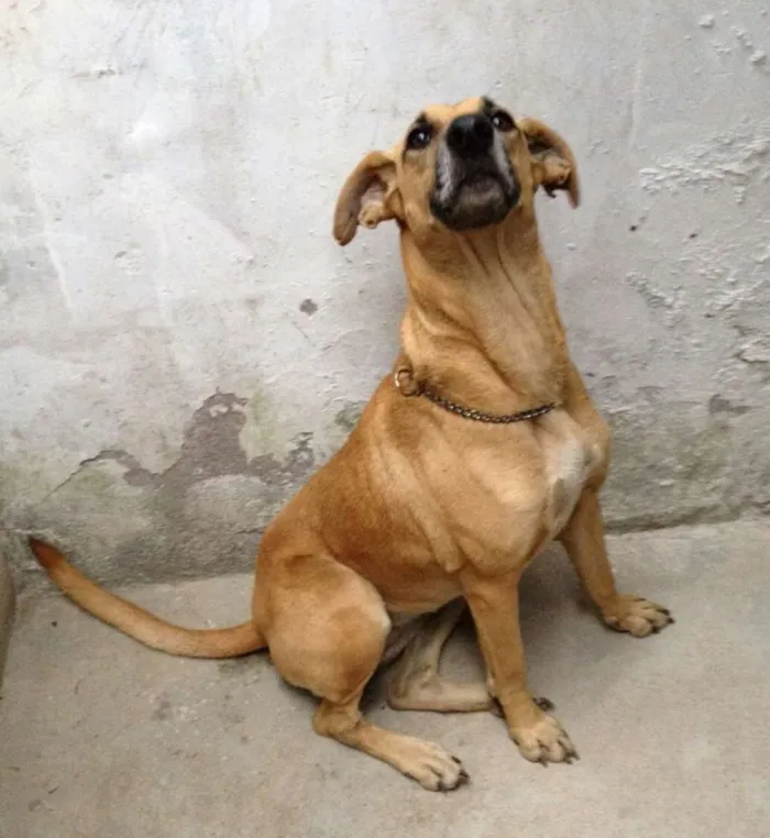 Cachorro ra a SRD idade 3 anos nome Não há nome.