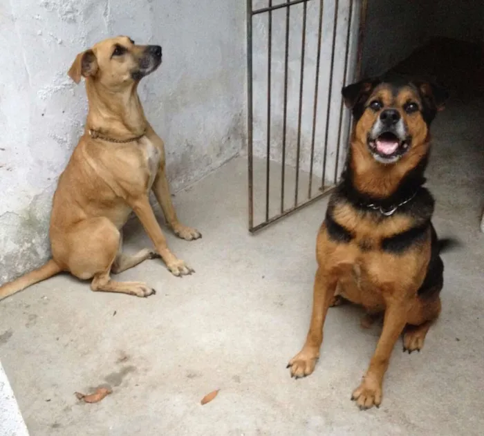Cachorro ra a SRD idade 3 anos nome Não há nome.