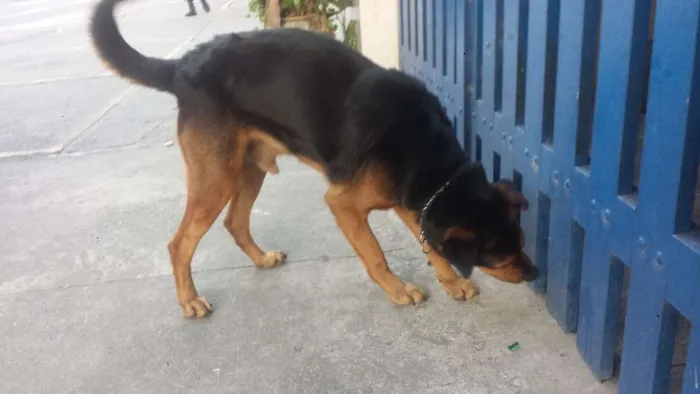 Cachorro ra a SRD idade 3 anos nome Não há nome.