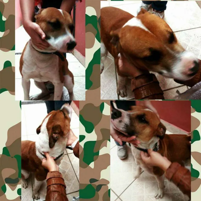 Cachorro ra a Pitbull idade 1 ano nome Zeus