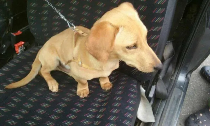 Cachorro ra a teckel/salsicha idade 2 a 6 meses nome Spayke