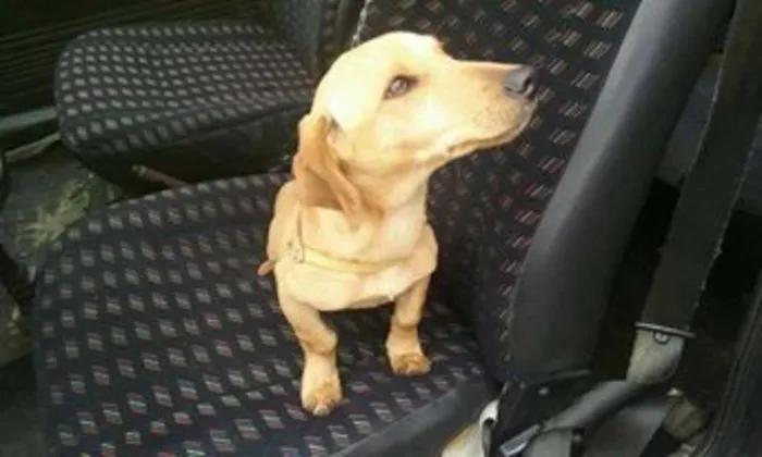 Cachorro ra a teckel/salsicha idade 2 a 6 meses nome Spayke