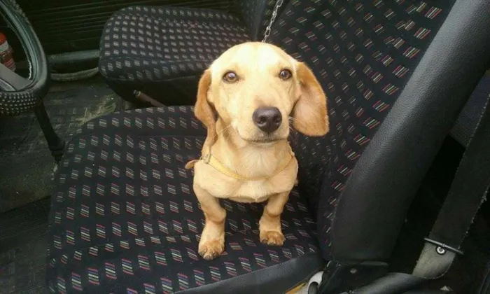 Cachorro ra a teckel/salsicha idade 2 a 6 meses nome Spayke
