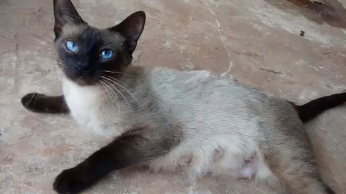 Gato ra a Siamês idade 2 anos nome Shaiene