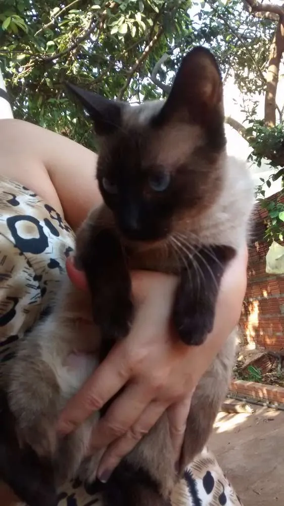 Gato ra a Siamês idade 2 anos nome Shaiene