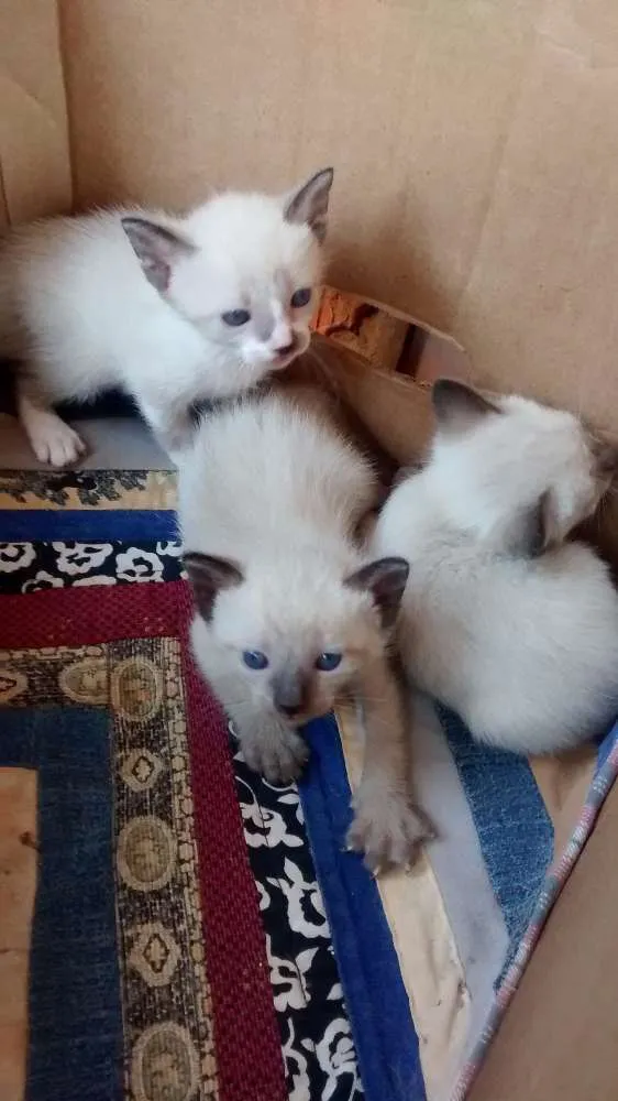 Gato ra a Siamês idade Abaixo de 2 meses nome sem nomes