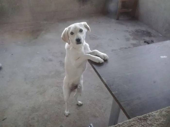 Cachorro ra a Golden Retriever com Poodle idade 7 a 11 meses nome Zacky