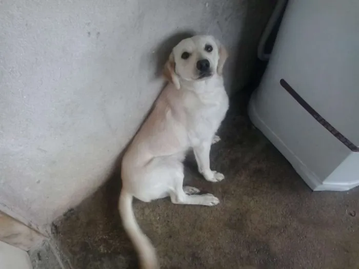 Cachorro ra a Golden Retriever com Poodle idade 7 a 11 meses nome Zacky