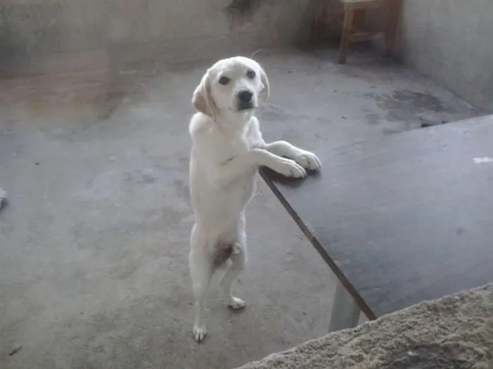 Cachorro ra a Golden Retriever com Poodle idade 7 a 11 meses nome Zacky