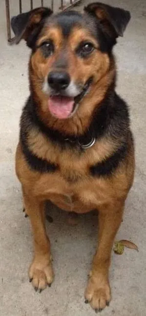 Cachorro ra a SRD idade 3 anos nome Não há nome.