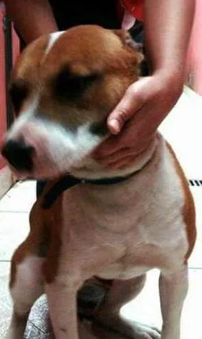 Cachorro raça Pitbull idade 1 ano nome Zeus