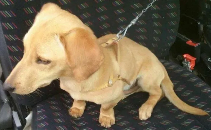 Cachorro ra a teckel/salsicha idade 2 a 6 meses nome Spayke
