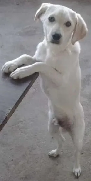 Cachorro ra a Golden Retriever com Poodle idade 7 a 11 meses nome Zacky