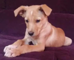 Cachorro raça SRD idade 2 a 6 meses nome Cookie