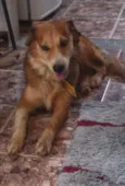 neguinho