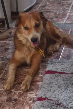 Cachorro raça vira lata idade 4 anos nome neguinho