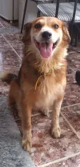 neguinho
