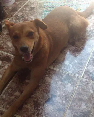Cachorro raça vira lata idade 6 ou mais anos nome Maia