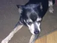 Shibo