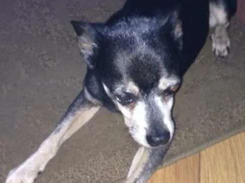 Cachorro ra a Pintcher  idade 6 ou mais anos nome Shibo