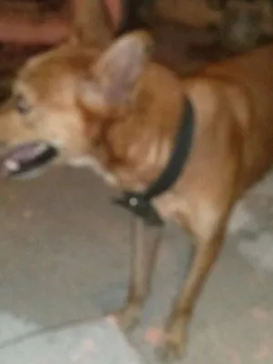 Cachorro raça vira lata idade 6 ou mais anos nome Bahuan