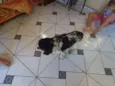 COCKER