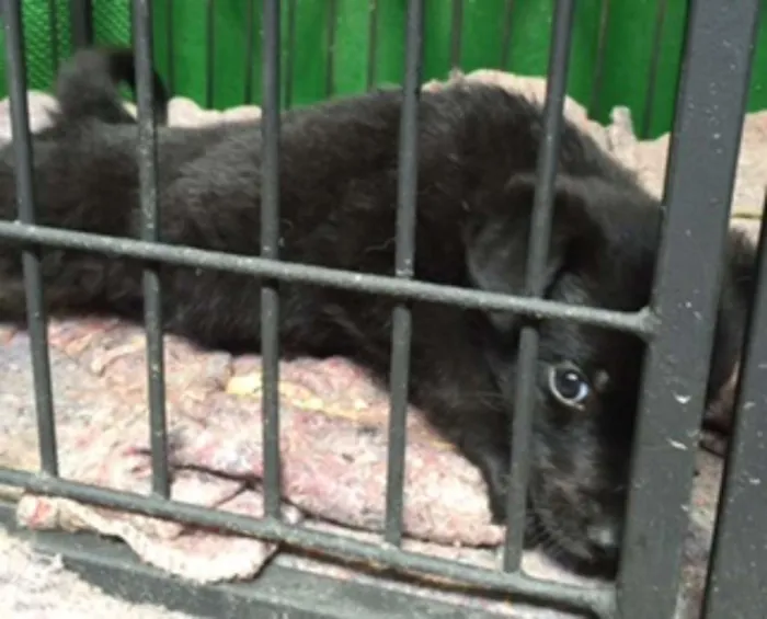 Cachorro ra a SRD idade 2 a 6 meses nome Meninos fofos