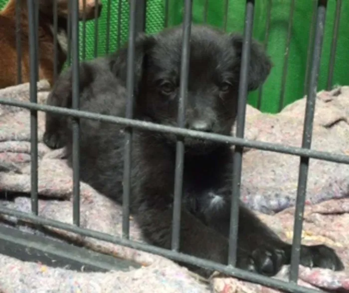 Cachorro ra a SRD idade 2 a 6 meses nome Meninos fofos