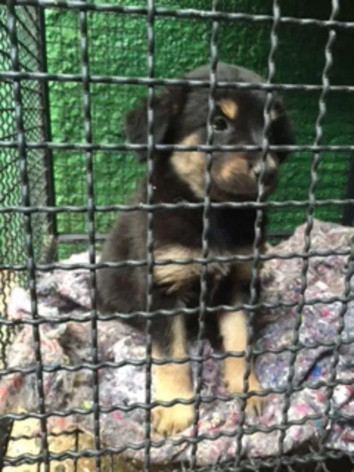 Cachorro ra a SRD idade 2 a 6 meses nome Meninos fofos