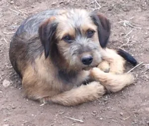 Cachorro raça SRD idade 7 a 11 meses nome Pequenina