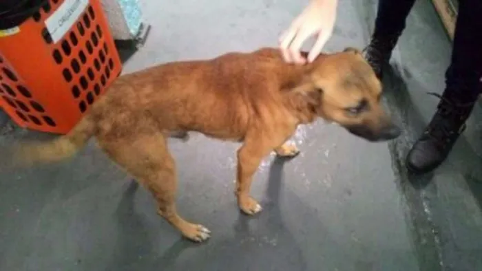 Cachorro ra a SRD idade 2 anos nome Zap