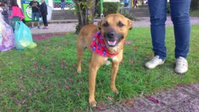 Cachorro ra a SRD idade 2 anos nome Zap