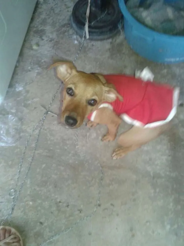 Cachorro ra a a melhor idade 2 a 6 meses nome babi