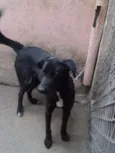 Cachorro raça Vira lata idade 1 ano nome Mel