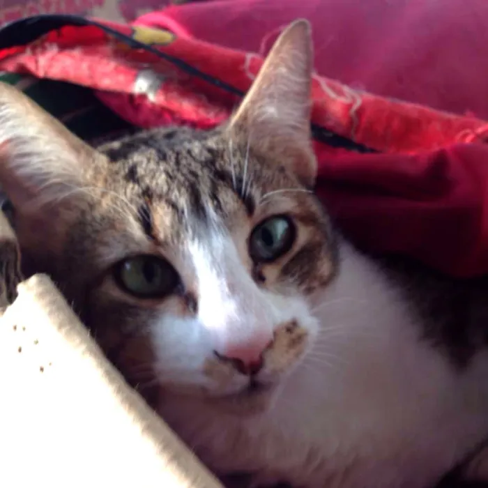 Gato ra a SRD idade 7 a 11 meses nome Willy