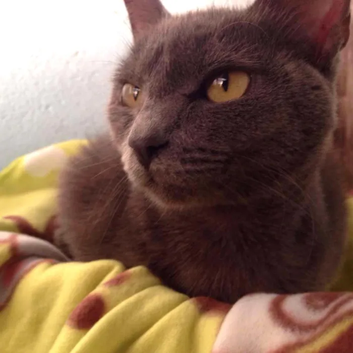 Gato ra a SRD idade 2 a 6 meses nome Shana