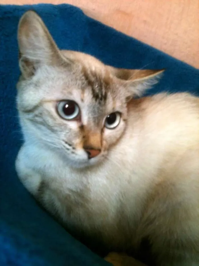 Gato ra a SRD idade 2 a 6 meses nome Cathy