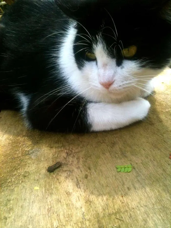 Gato ra a SRD idade 7 a 11 meses nome Felix