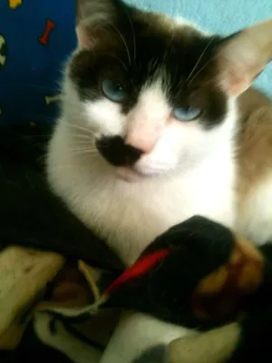 Gato raça SRD idade 2 a 6 meses nome Katia