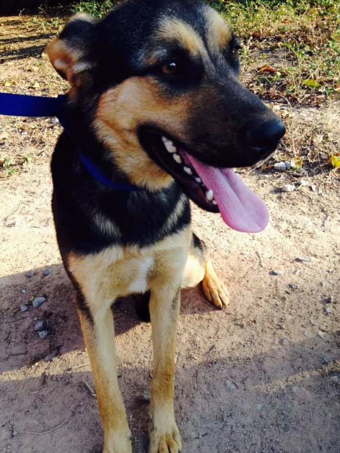 Cachorro ra a SRD idade 7 a 11 meses nome Rosa