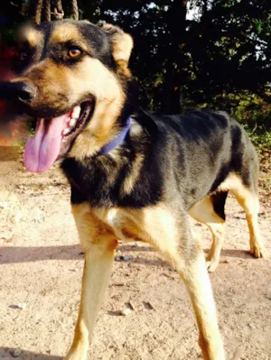 Cachorro raça SRD idade 7 a 11 meses nome Rosa