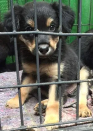 Cachorro raça SRD idade 2 a 6 meses nome Meninos fofos