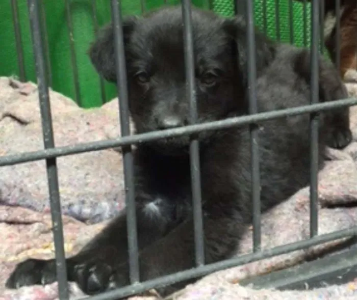 Cachorro ra a SRD idade 2 a 6 meses nome Meninos fofos
