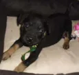SIMBA