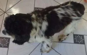 Cachorro raça Cocker idade 4 anos nome COCKER