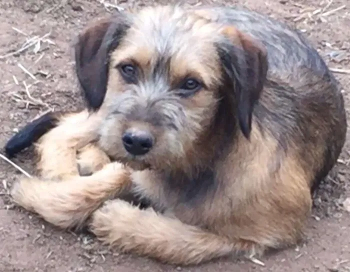 Cachorro ra a SRD idade 7 a 11 meses nome Pequenina