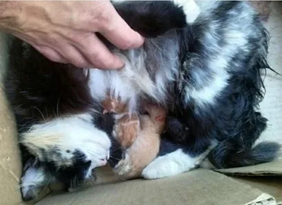 Gato raça  idade  nome não tem 