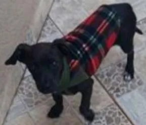 Cachorro raça lavbrador com vilata idade Abaixo de 2 meses nome kóki